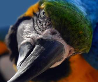 попугай ара желтый ара