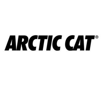 Gato Ártico