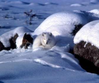 Lis Arktyczny Zwierząt