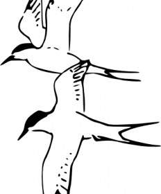Arctic Tern Clip Art