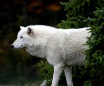 Animaux De Loups Loup Arctique Fond D'écran