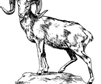 Argali Clip Art