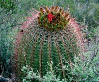 Cactus Del Desierto De Arizona