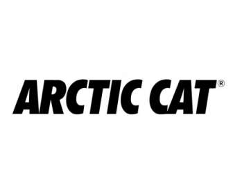 แมว Artic