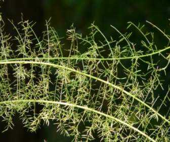Спаржа папоротника спаржа Densiflorus декоративное растение
