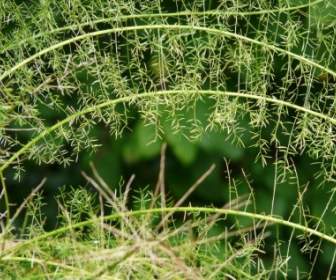 Спаржа папоротника спаржа Densiflorus декоративное растение