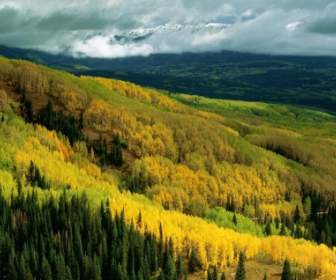 Aspen Foresta In Autunno Mondo Colorado Per Il Desktop