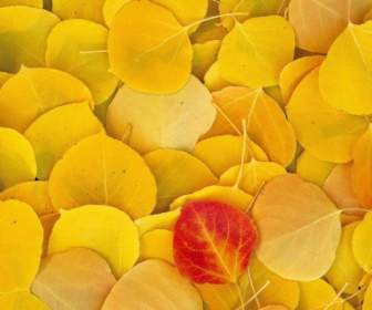 Aspen Leaves Wallpaper Autumn Nature