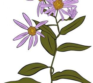 Aster Conspicuus クリップ アート