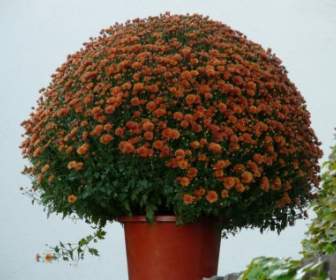 Aster Herbstaster Flower