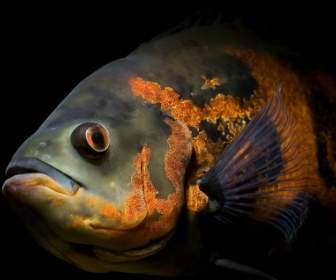 Astronotus Ocellatus 바탕 화면 물고기 동물