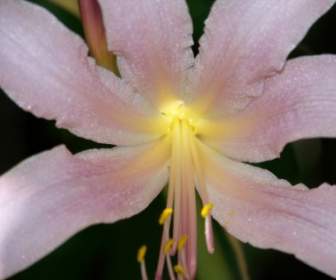 August Lily