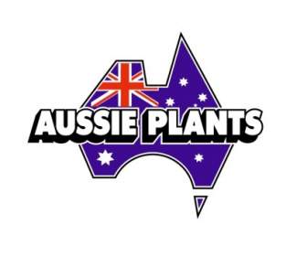 Plantas Aussie