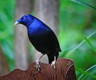 Oiseau D'oiseau Satin Bower Australie