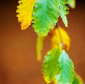 Autumn Beech Leaves