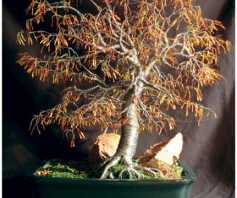 Autumn Bonsai Tree Sculpture