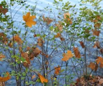 Осенние листья куста