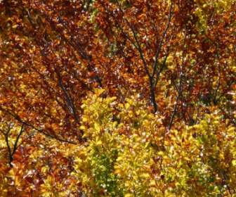 autumn forest beech wood golden autumn