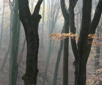 Herbst-Wald-Natur