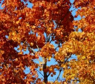 秋の森の木カエデ