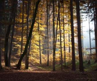Осенний лес ходьбы