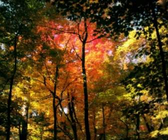 Осенний лес Обои осень природа