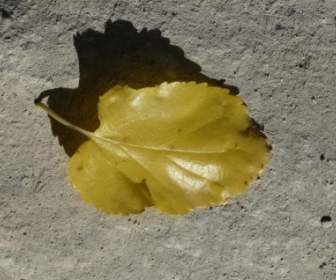 秋のジャーナルのポプラの葉