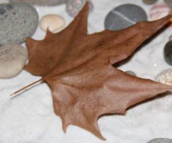 autumn leaf journal stones