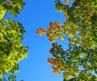秋の紅葉と青空