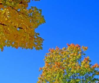 Autumn Leaves And Blue Sky