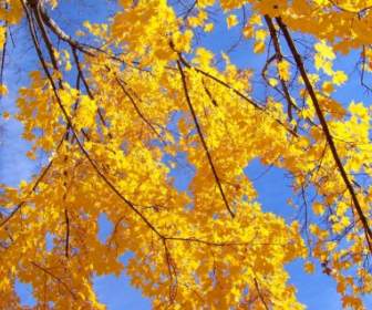 Folhas De Outono E Céu Azul