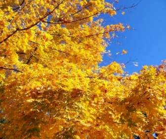 أوراق الخريف والسماء الزرقاء.