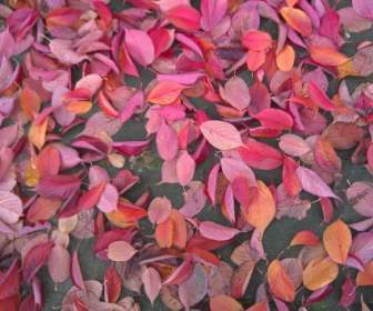 Осенние листья осенние листья