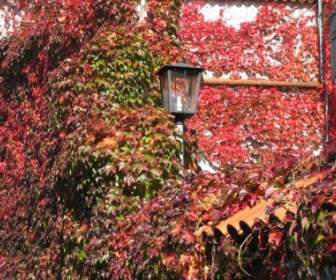 秋天的樹葉 Hauswand