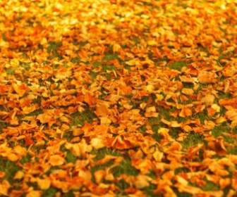 Folhas De Outono No Chão