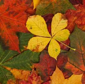 Herbst Blätter-Muster
