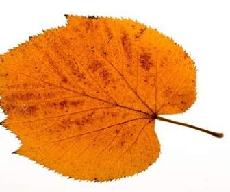 秋の葉のストック フォト