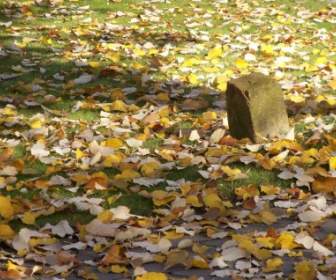 autumn lev leaves