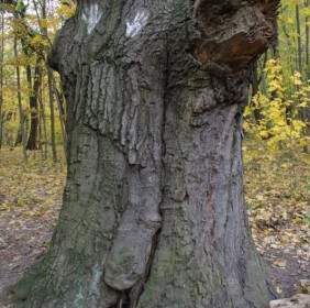 autumn log root