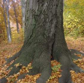Autumn Log Root