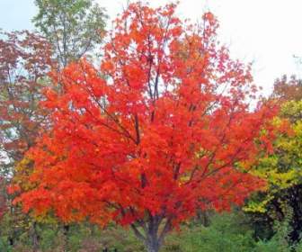 Pohon Maple Musim Gugur