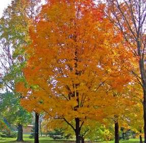 Autumn Maple Tree In Park
