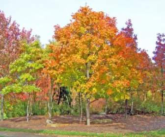 Autumn Maple Trees In Park