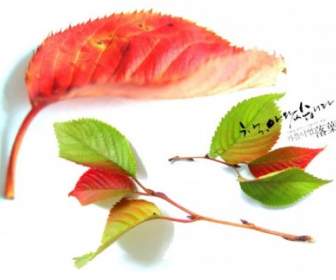 秋天的红色落叶系列 Psd