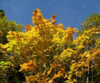 autumn sky tree
