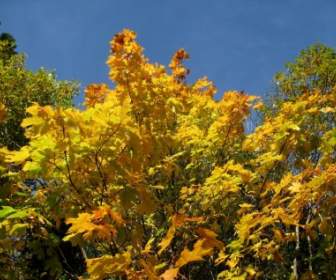 árbol Del Cielo De Otoño