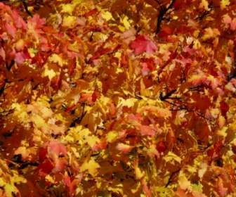 Осеннее дерево раскраски красный