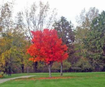 Autumn Tree In Park