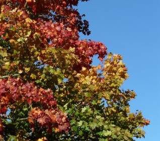 autumn tree leaves coloring