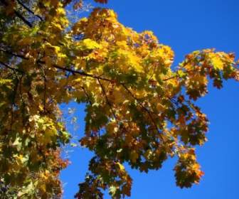 autumn tree sky